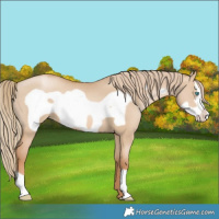 Horse Color:Red Dun Pearl Frame