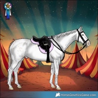Horse Color:White Spotted Gold Champagne Appaloosa Rabicano