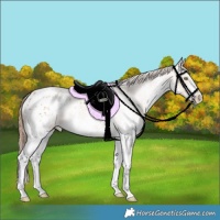 Horse Color:White Spotted Gold Champagne Appaloosa Rabicano 