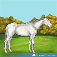 Horse Color:White Spotted Gold Champagne Appaloosa Rabicano