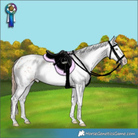 Horse Color:White Spotted Gold Champagne Appaloosa Rabicano 