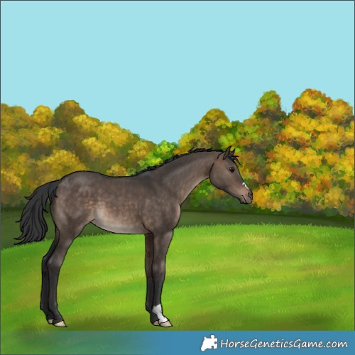 Horse Color:Brown Dun 