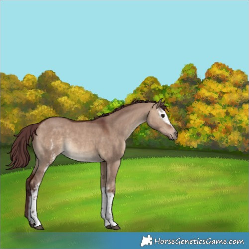 Horse Color:White Spotted Chocolate Brown Dun Rabicano 