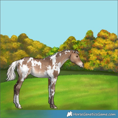 Horse Color:White Spotted Silver Brown Dun Rabicano 