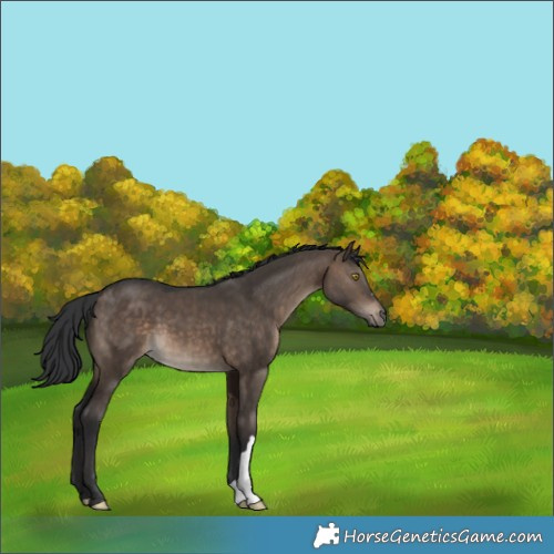 Horse Color:Brown Dun 
