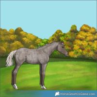 Horse Color:Silver Blue Roan Varnish Rabicano 
