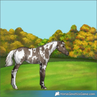 Horse Color:Gray White Spotted Silver Grullo Appaloosa Rabicano