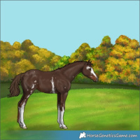 Horse Color:Gray White Spotted Chestnut