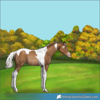 Horse Color:Gray Silver Classic Champagne Tobiano Rabicano 