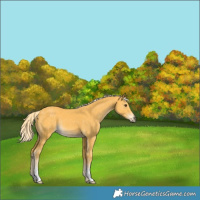 Horse Color:Palomino