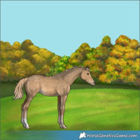 Horse Color:Chocolate Palomino Dun 