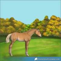 Horse Color:Palomino 