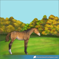 Horse Color:Buckskin Appaloosa 