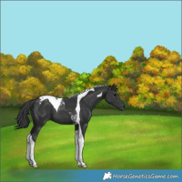 Horse Color:Black Tobiano 