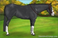 Horse Color:Black Sabino Splash 