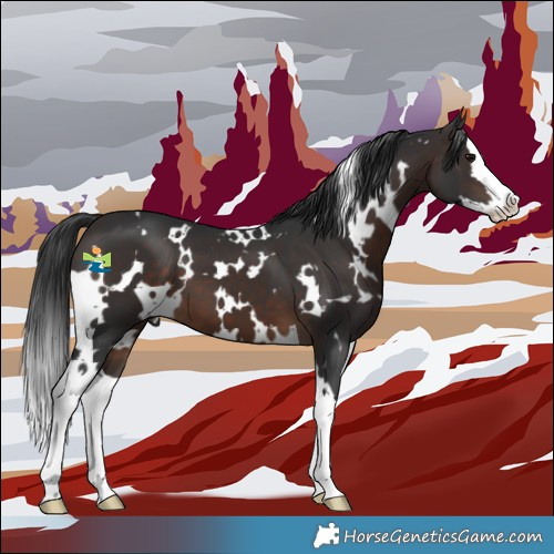 Horse Color:White Spotted Brown Splash 