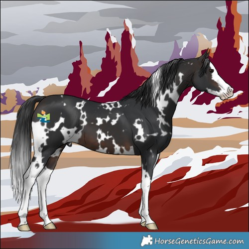 Horse Color:White Spotted Brown Splash 