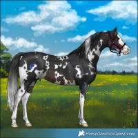 Horse Color:White Spotted Brown Splash 