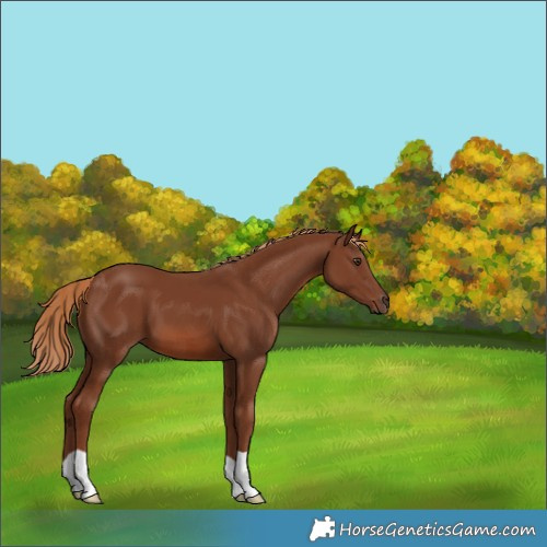 Horse Color:Chestnut 