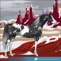 Horse Color:White Spotted Black Splash 