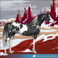 Horse Color:White Spotted Black Splash