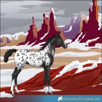 Horse Color:Gray White Spotted Black Appaloosa 