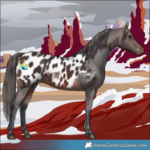 Horse Color:White Spotted Brown Appaloosa 
