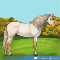 Horse Color:Red Dun Roan 