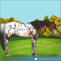 Horse Color:Brown Tobiano Appaloosa 