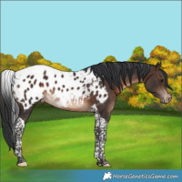 Horse Color:Brown Tobiano Blanket 