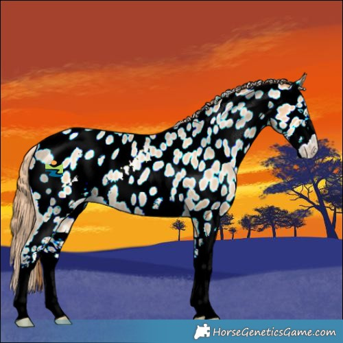 Horse Color:Buckskin Pearl Sabino Appaloosa 
