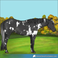 Horse Color:White Spotted Black