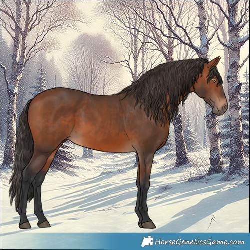 Horse Color:Bay 