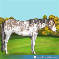 Horse Color:Sable Champagne Sabino 