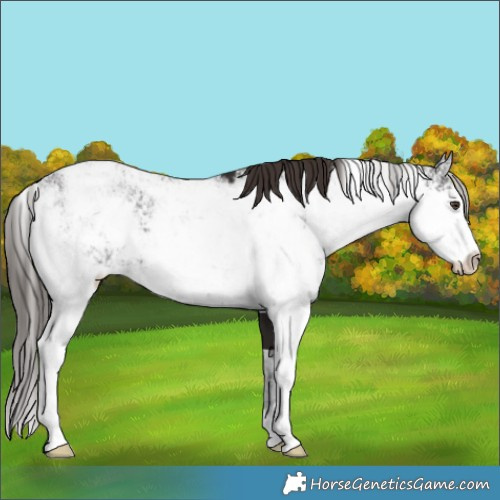 Horse Color:Liver Chestnut Sabino 