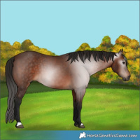 Horse Color:Gray Bay