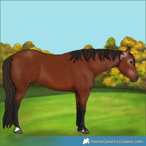 Horse Color:Gray Bay 
