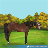 Horse Color:Gray Bay 