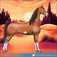 Horse Color:Bay Splash Frame