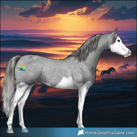 Horse Color:Black Splash Varnish Rabicano 