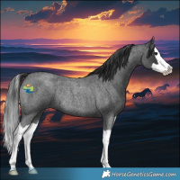 Horse Color:Blue Roan Splash Rabicano 