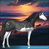 Horse Color:Black Splash Rabicano 