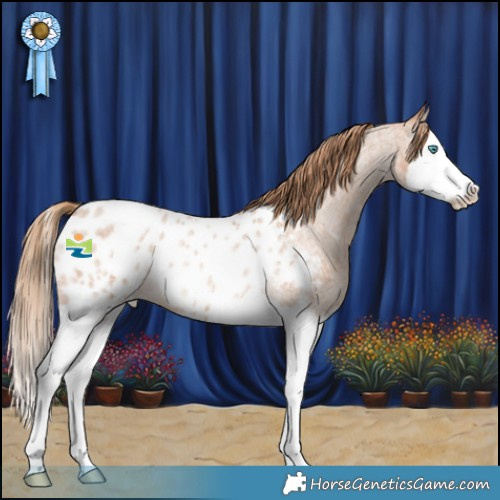 Horse Color:Red Roan Splash Appaloosa Rabicano 