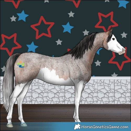 Horse Color:Bay Roan Splash Rabicano 