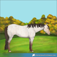Horse Color:Amber Champagne Roan Dun 