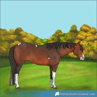 Horse Color:Bay Splash Tobiano 
