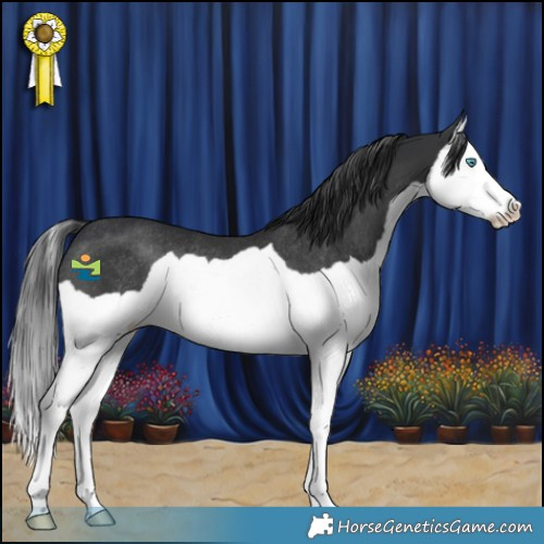Horse Color:Black Splash Rabicano 