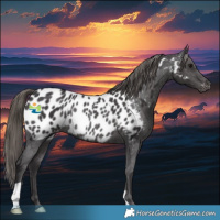 Horse Color:Smoky Black Appaloosa Rabicano