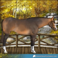 Horse Color:Buckskin 