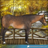Horse Color:Buckskin 